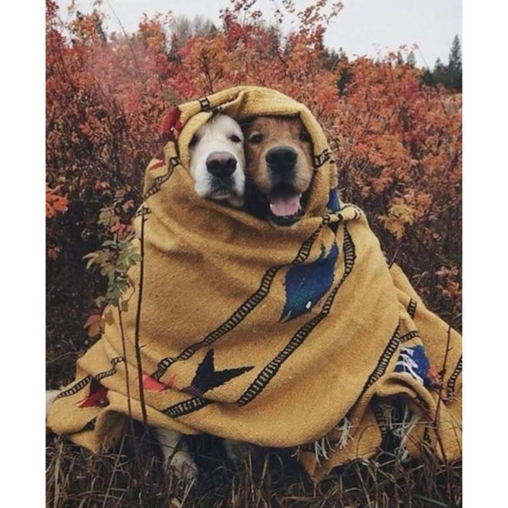 Meet your Posher, Jojo